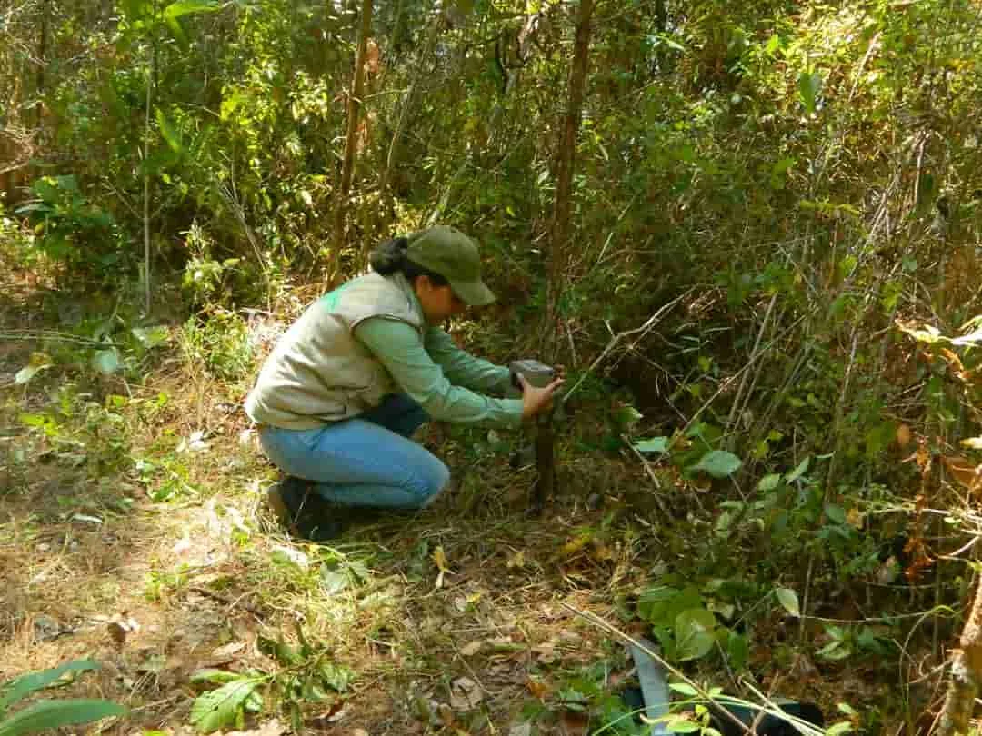 La importancia de la conservación de los bosques y su biodiversidad.